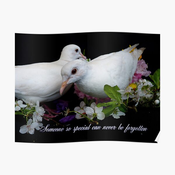 Someone So Special Can Never Be Forgotten - White Doves - NZ Poster
