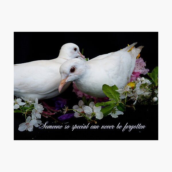 Someone So Special Can Never Be Forgotten - White Doves - NZ Photographic Print
