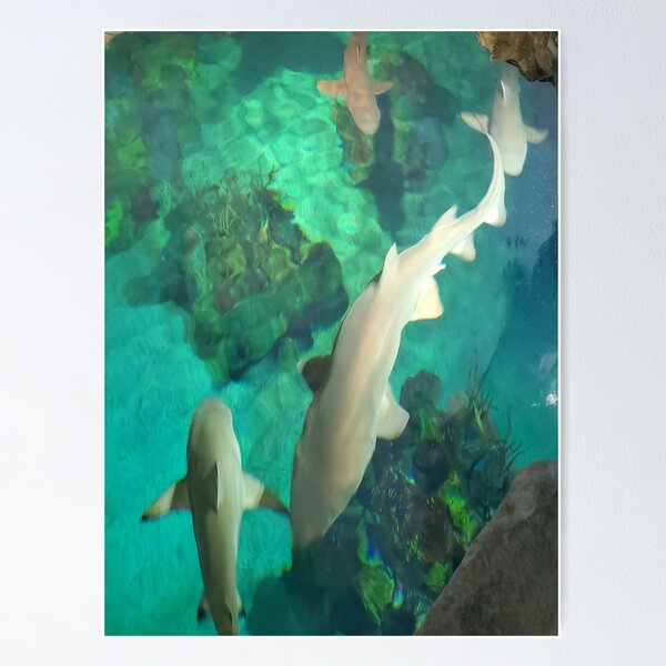Item preview, Turquiose Shark designed and sold by JMWCD.