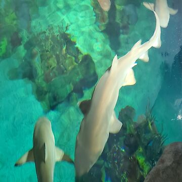 Artwork thumbnail, Turquiose Shark by JMWCD
