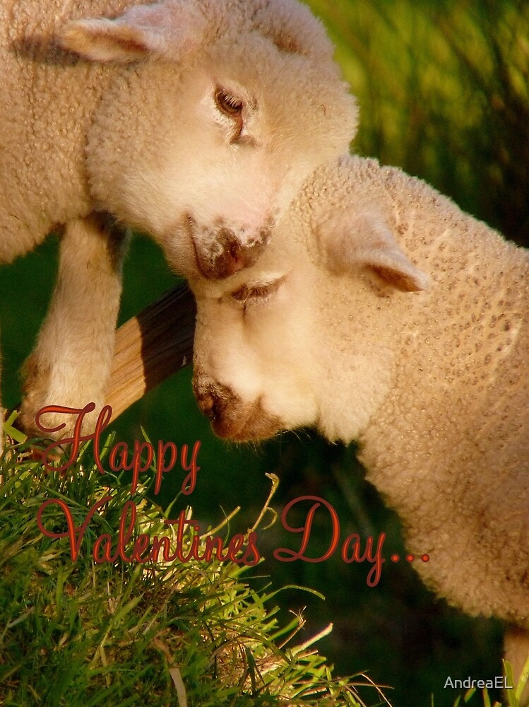 &quot;Happy Valentines Day - Lambs - NZ&quot; by AndreaEL | Redbubble