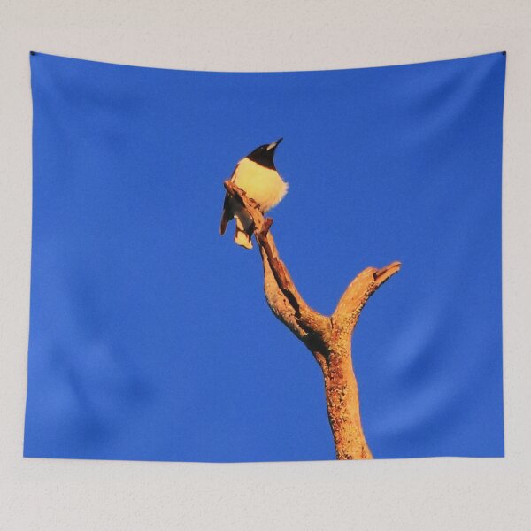 Item preview, Pied Butcher Bird, Cracticus nigrogularis designed and sold by Geoff Treagus.