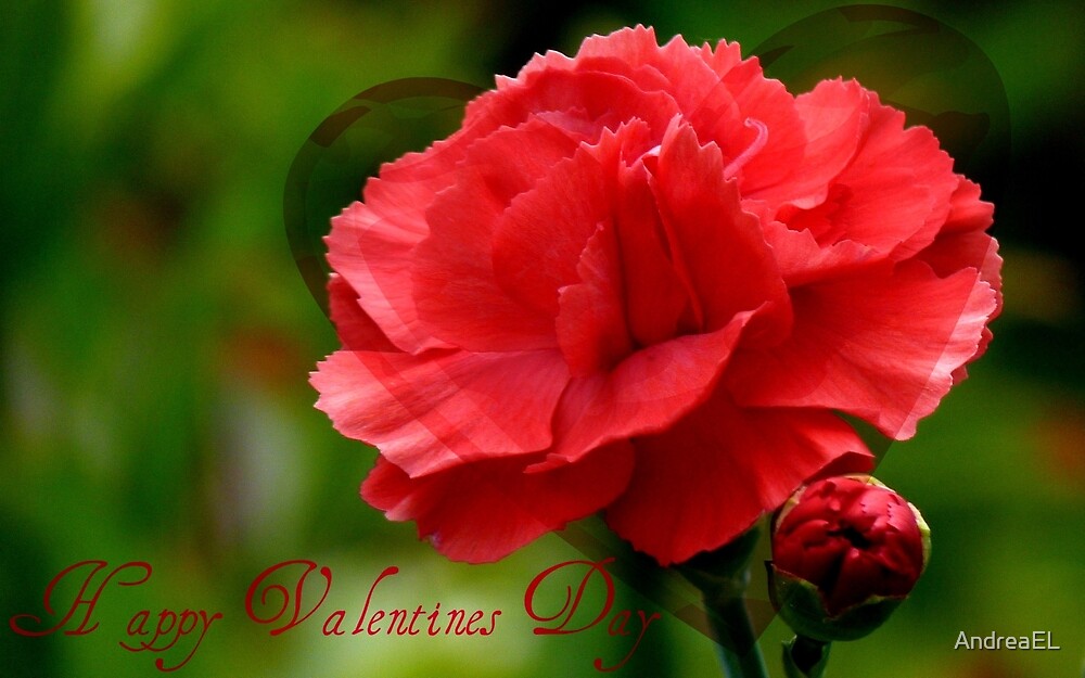 &quot;Happy Valentines Day! - Carnation - NZ&quot; by AndreaEL | Redbubble