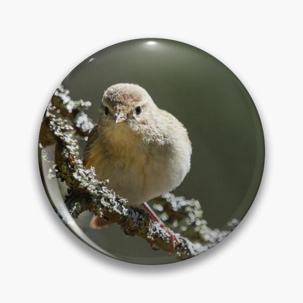 Item preview, Maybe some hesitating going on. Common Chiffchaff designed and sold by Jouko Lehto Photography.