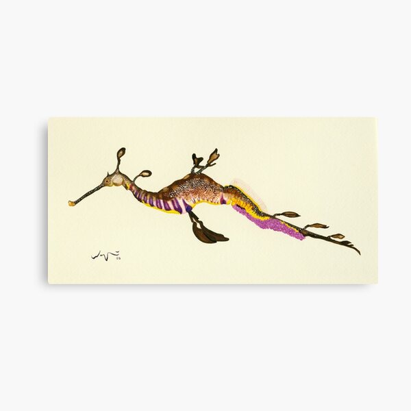 Weedy Sea Dragon Watercolour Canvas Print