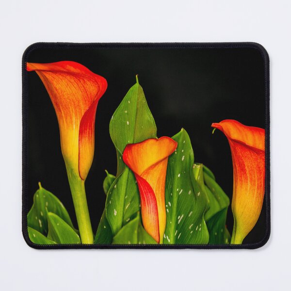 Item preview, Calla Lily 2 designed and sold by Steve Purnell Photography.