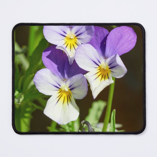 Item preview, Heartsease trio designed and sold by Jouko Lehto Photography.