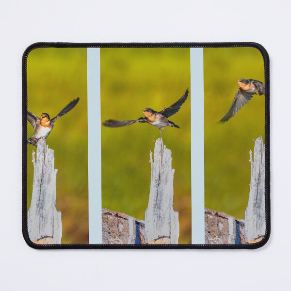 Item preview, Swallow triptych designed and sold by DVart-nz.