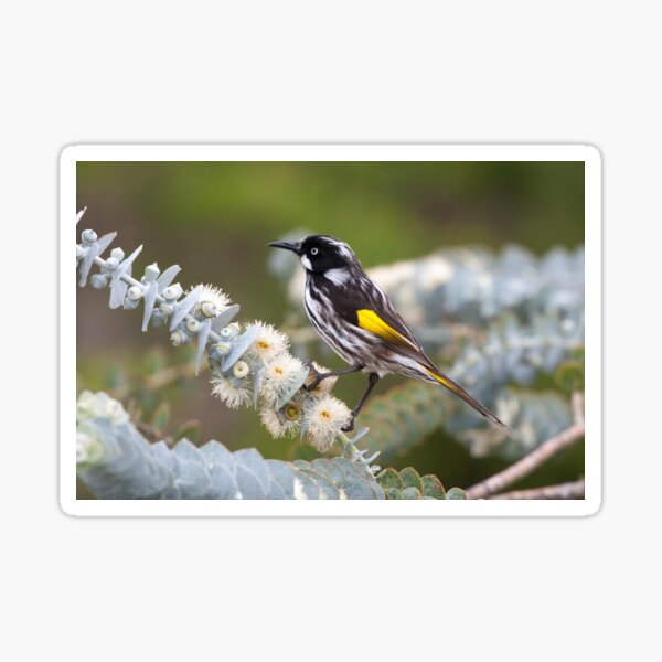 Item preview, New Holland Honeyeater perched on Eucalyptus pulverulenta 'Baby Blue' designed and sold by Amy Akers.