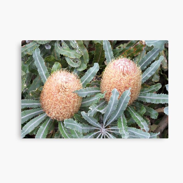 Item preview, Banksia menziesii in flower designed and sold by Amy Akers.