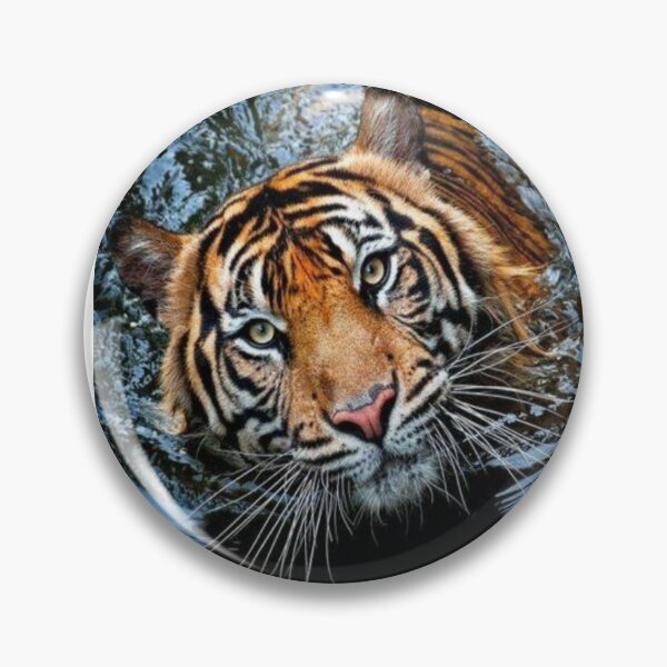 Pin by عراقي on tiger  Big cats, Panthera, Bengal tiger