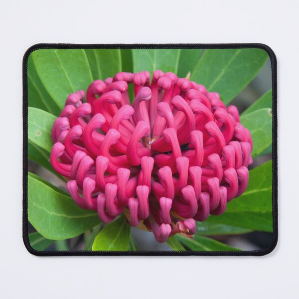 Item preview, Waratah flower (Telopea 'Braidwood Brilliant') designed and sold by Amy Akers.