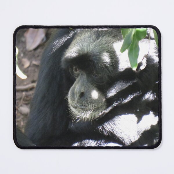 Item preview, Siamang gibbon up close designed and sold by greentiger1.