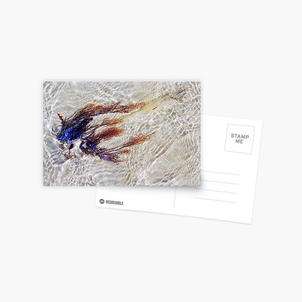 untitled Postcard