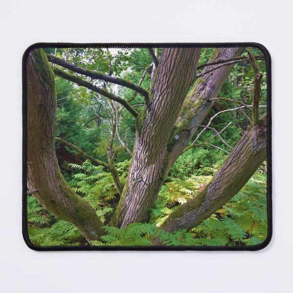 Item preview, #199 |☼| Multi-Trunk Tree (Elsham Hall, Gardens & Country Park) designed and sold by Naean H.F. (Nez Man).