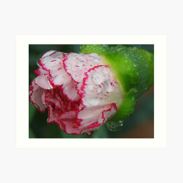 Carnation 1 Art Print