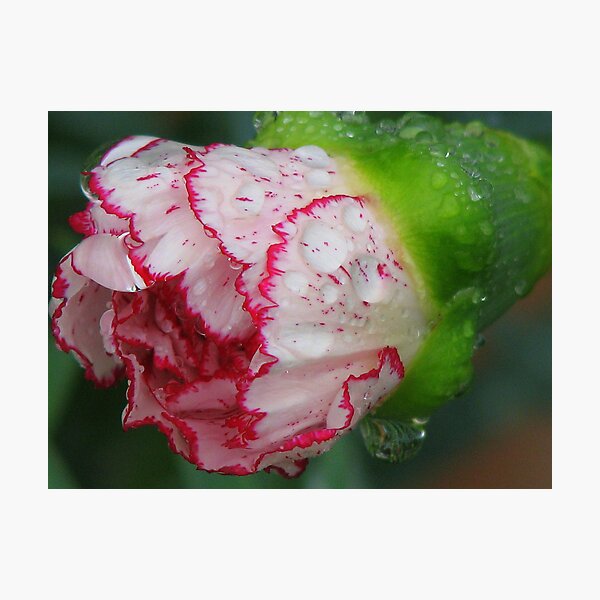 Carnation 1 Photographic Print