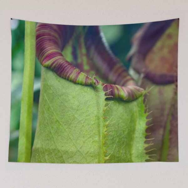 Item preview, Beautiful colorful carnivorous plant in a greenhouse designed and sold by chiaravisuals.