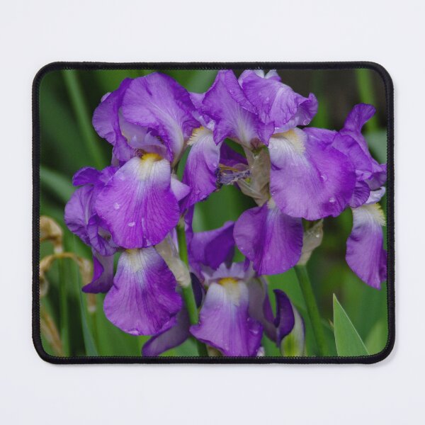 Item preview, Flower with morning dew designed and sold by SRosuphotos.