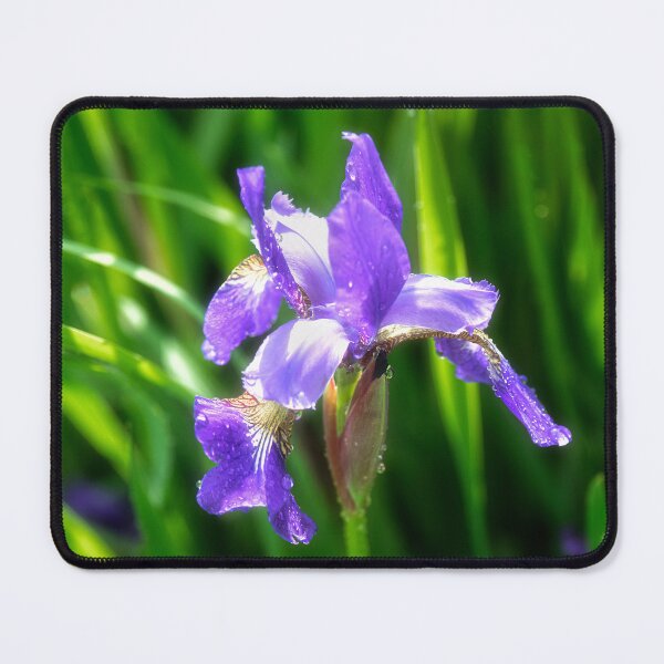Item preview, Japanese Iris designed and sold by Kathy Weaver.