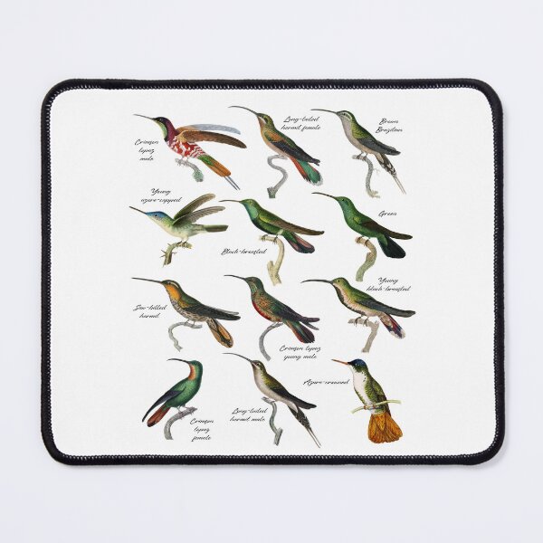 Item preview, Hummingbirds Kinds Types Colibri Species #2320 designed and sold by TheAplus.