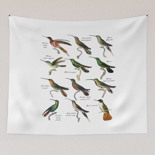 Item preview, Hummingbirds Kinds Types Colibri Species #2320 designed and sold by TheAplus.