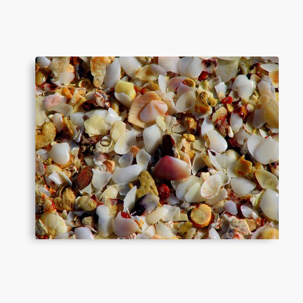 Shell Grit 2 Canvas Print