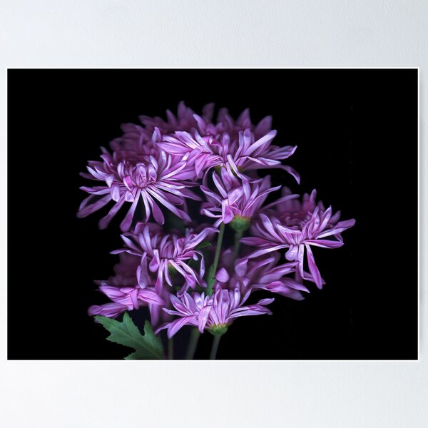 Item preview, Mums Again designed and sold by Nancy Polanski.