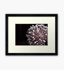 Onion Flower Framed Print