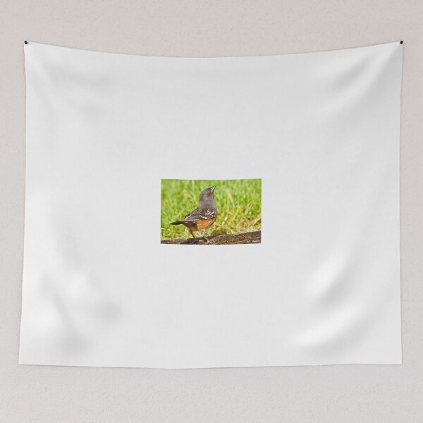 Item preview, Spotted Towhee Looking Up designed and sold by Jeff Goulden Photography.
