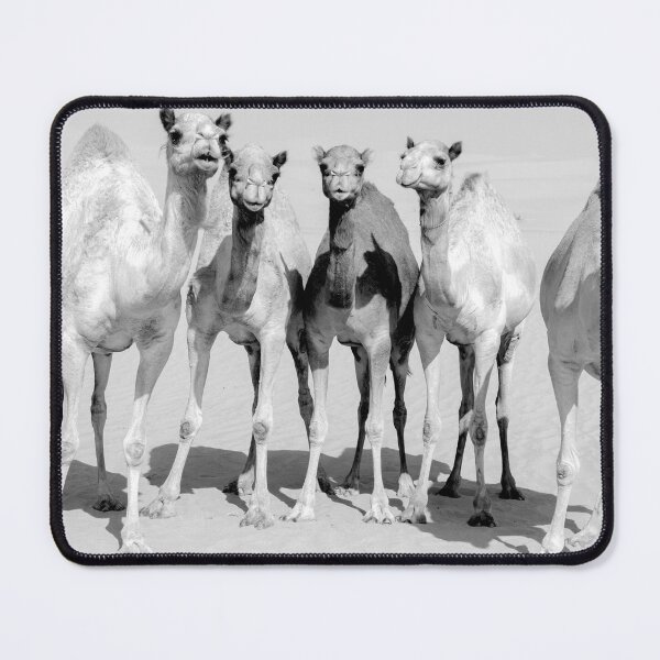 Item preview, Group of camels in thee desert, black and white photography designed and sold by stedata.
