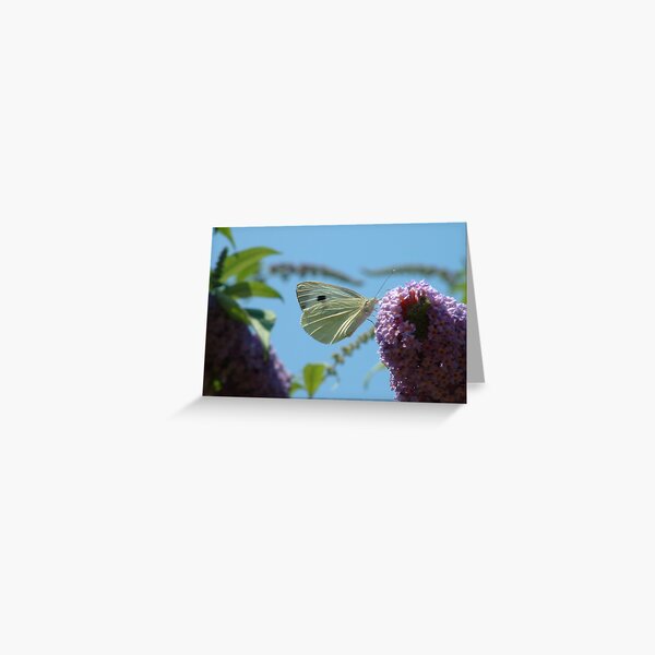 Flutterby Greeting Card