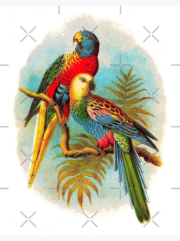Wines Live Exotic Birds For Sale Vintage Colorful Exotic Tropical