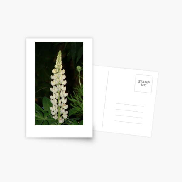 Lupin Postcard