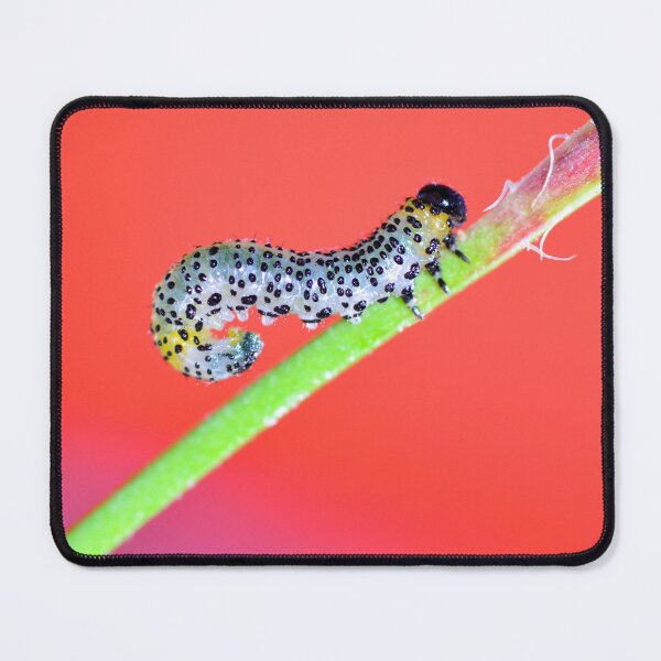 Item preview, Little caterpillar designed and sold by Claudia-Evans.