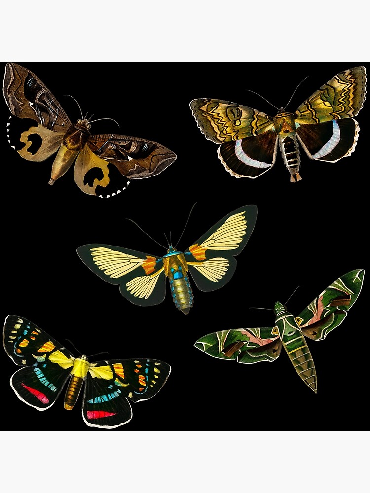 "Vintage Butterflies and Moths" Poster for Sale by NyloVintage Redbubble