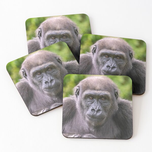 Item preview, Moke the Gorilla at the National Zoo designed and sold by Zoo and Nature Photography by Karie.
