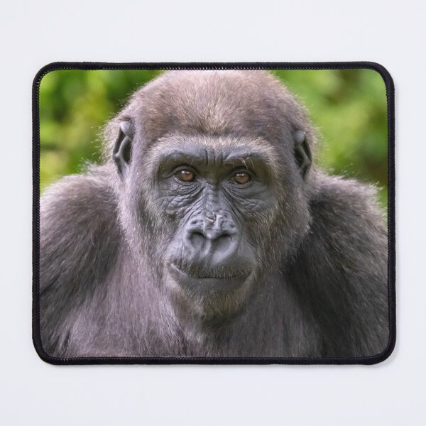 Item preview, Moke the Gorilla at the National Zoo designed and sold by Zoo and Nature Photography by Karie.