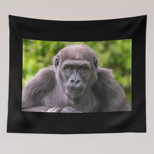 Item preview, Moke the Gorilla at the National Zoo designed and sold by Zoo and Nature Photography by Karie.