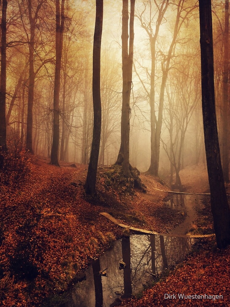 Forest creek at sunrise in fall by DyrkWyst