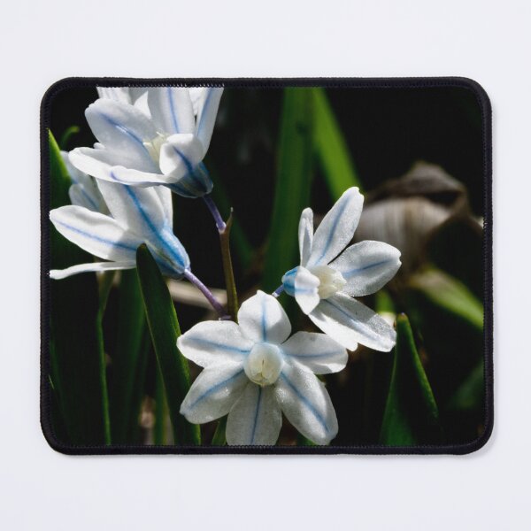 Item preview, Flowering snowdrops designed and sold by CanadianWild418.