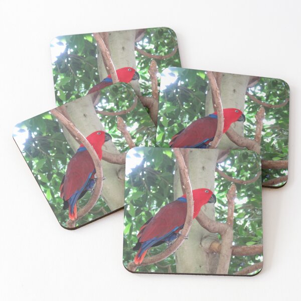 Item preview, Female eclectus parrot designed and sold by greentiger1.