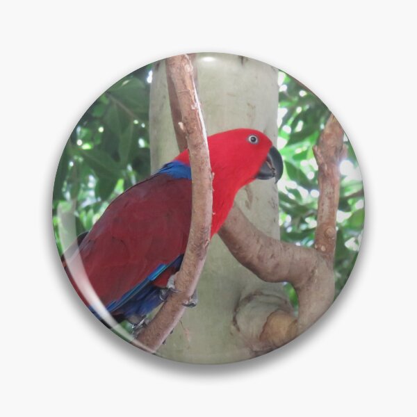 Item preview, Female eclectus parrot designed and sold by greentiger1.