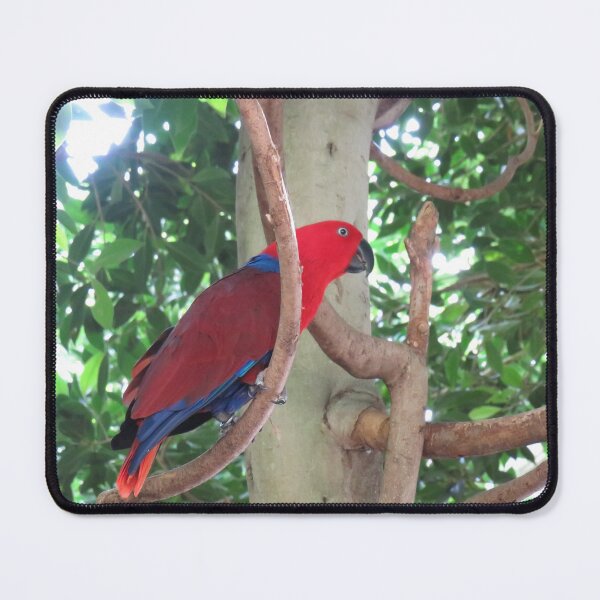 Item preview, Female eclectus parrot designed and sold by greentiger1.