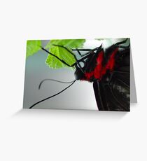 Portrait Greeting Card