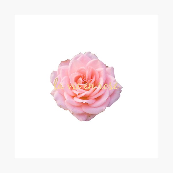 La Vie En Rose Life Pink Stock Vector (Royalty Free) 486658921