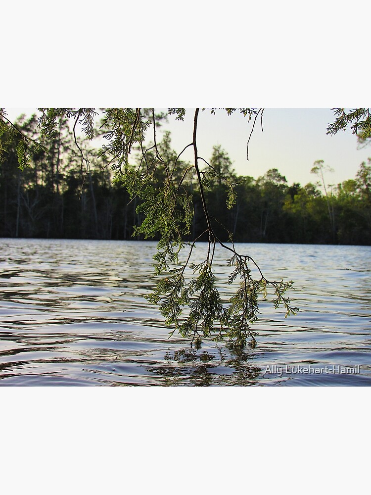 "Blackwater River, Florida " Poster for Sale by ALHamilphoto Redbubble