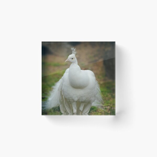 Artikelvorschau, indischer Pfau entworfen und verkauft von hdconnellyphoto.