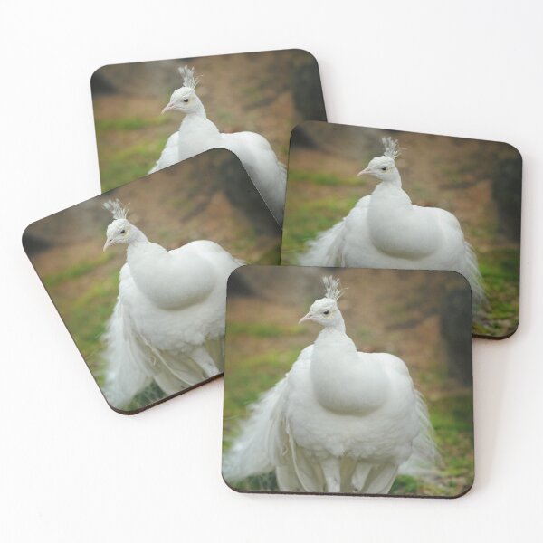Artikelvorschau, indischer Pfau entworfen und verkauft von hdconnellyphoto.