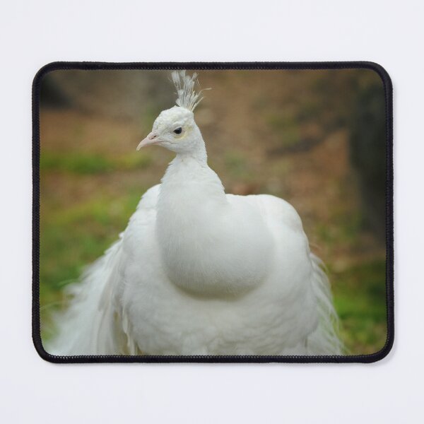 Item preview, indian peacock designed and sold by hdconnellyphoto.